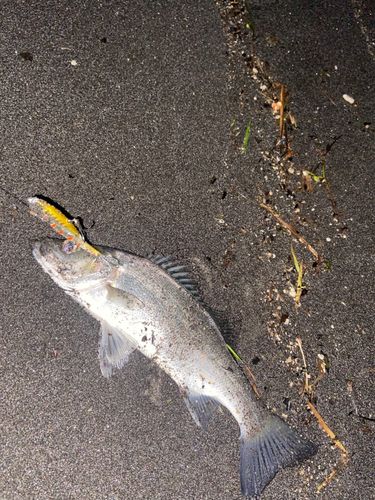 セイゴ（ヒラスズキ）の釣果