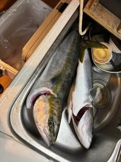 ブリの釣果