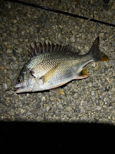 キビレの釣果