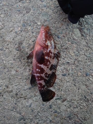 キジハタの釣果