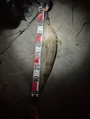 スズキの釣果