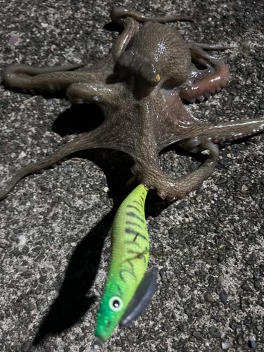 タコの釣果