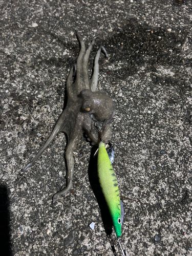タコの釣果