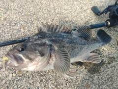 クロソイの釣果