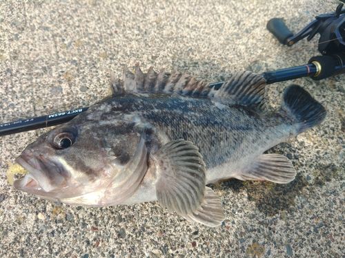 クロソイの釣果