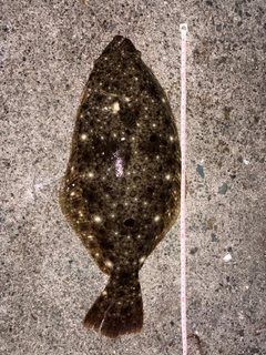 ヒラメの釣果