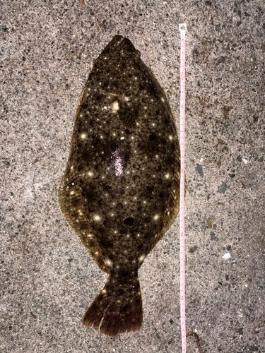 ヒラメの釣果