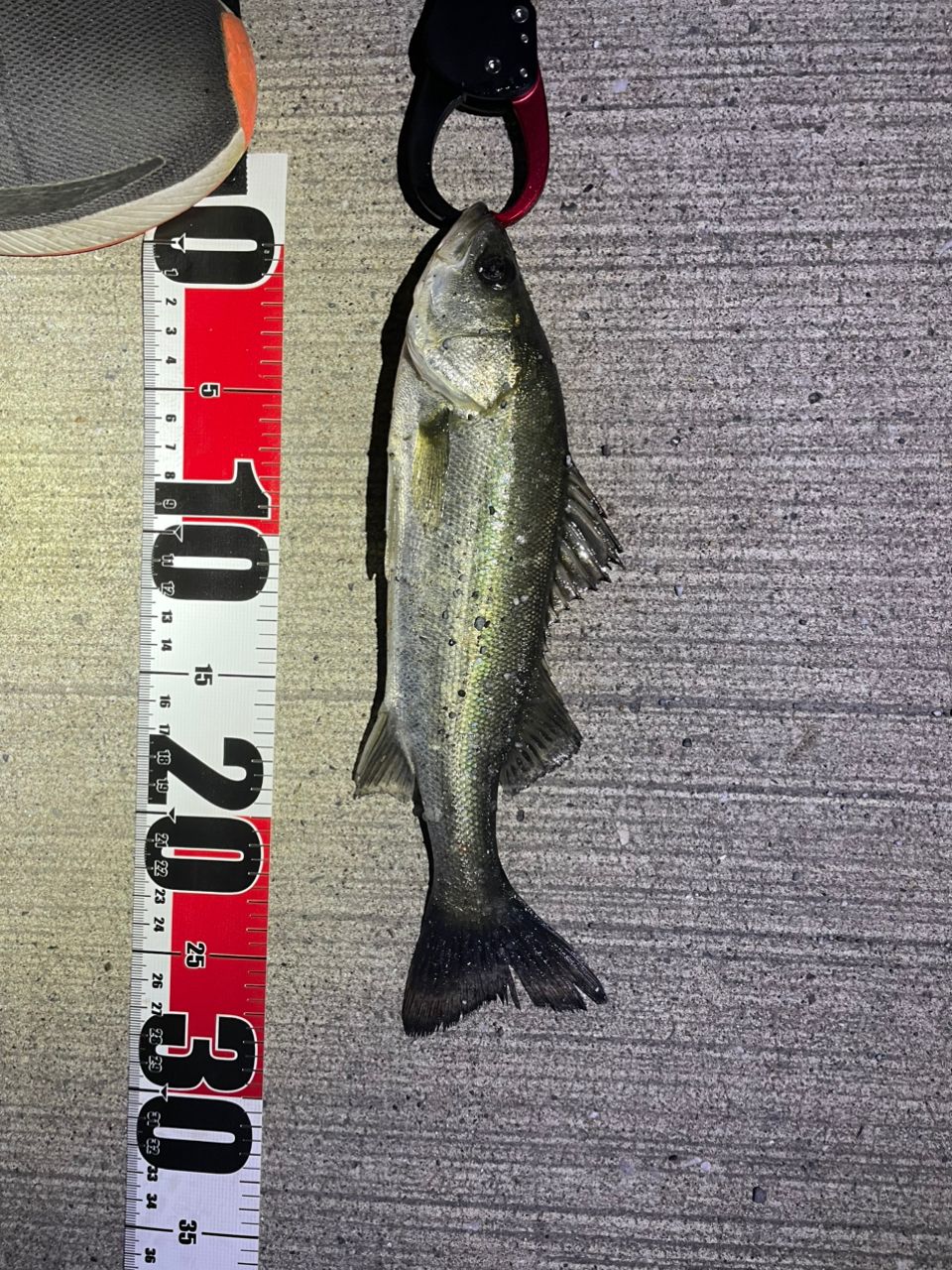 DAIWA 21カルディア LT4000S-Cの最安値・インプレ・釣果 | 本音の