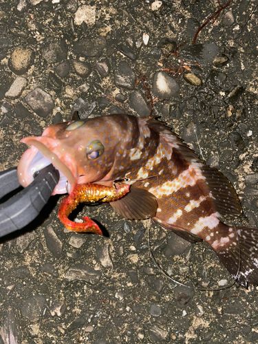キジハタの釣果