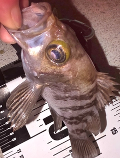 メバルの釣果