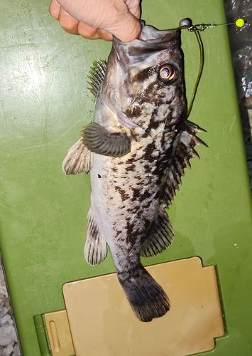 クロソイの釣果