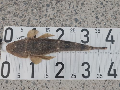 マゴチの釣果