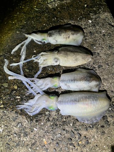 アオリイカの釣果