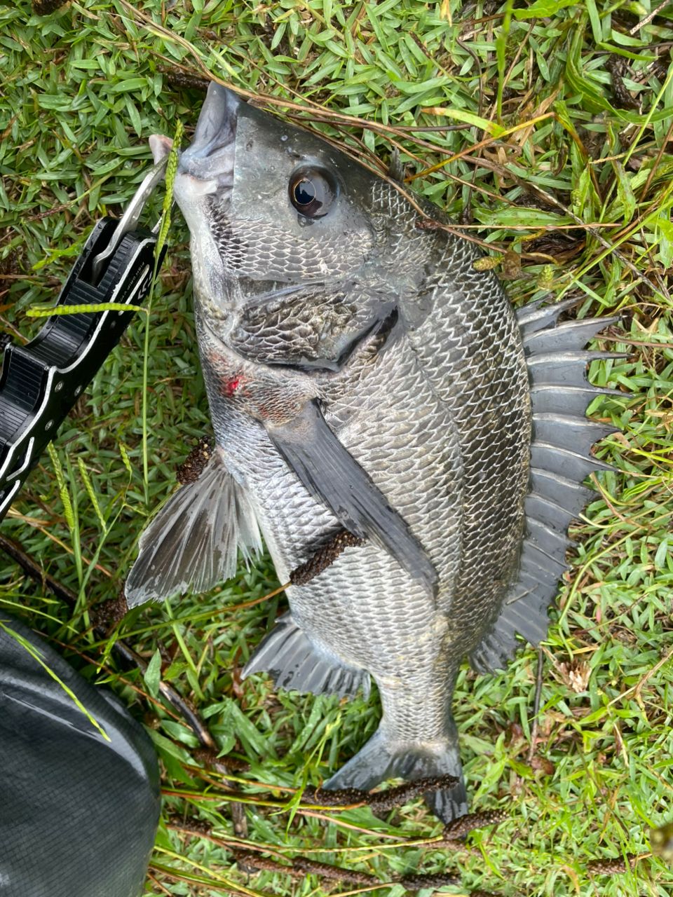 SHIMANO 21カルカッタコンクエスト 101HG LEFTの最安値・インプレ