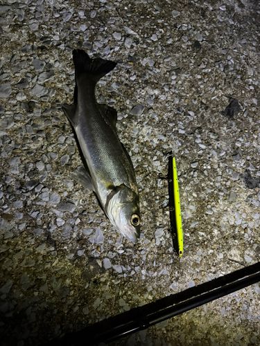 スズキの釣果