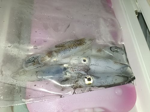 ヒイカの釣果