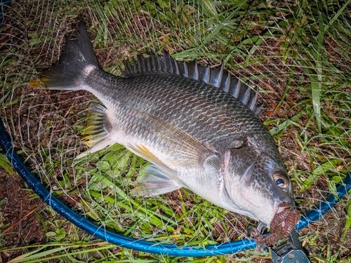 キビレの釣果
