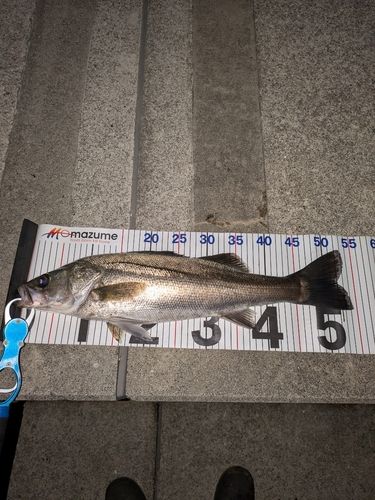 フッコ（マルスズキ）の釣果