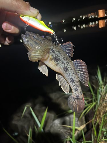 ハゼの釣果