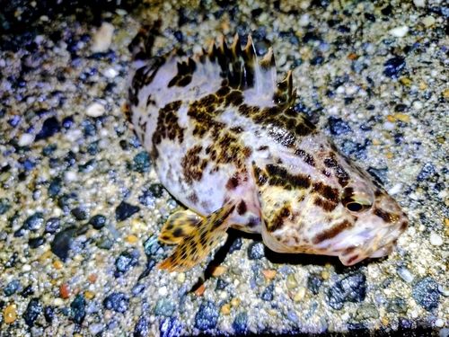 タケノコメバルの釣果