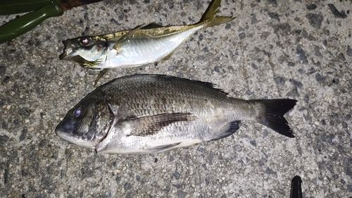チヌの釣果