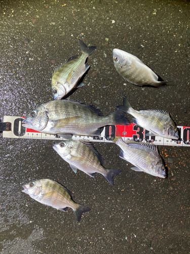 クロダイの釣果