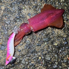 ケンサキイカの釣果