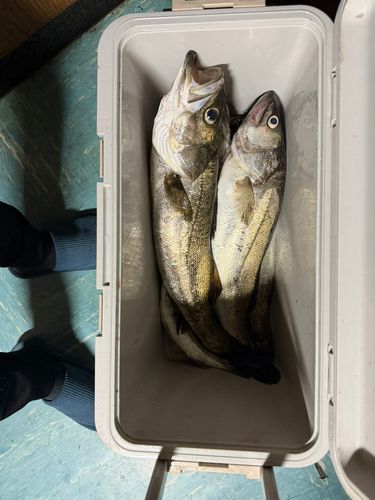 シーバスの釣果