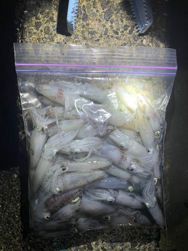 ヒイカの釣果
