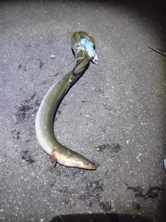ウナギの釣果