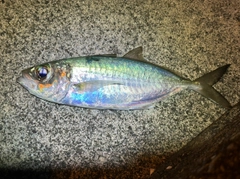 メアジの釣果