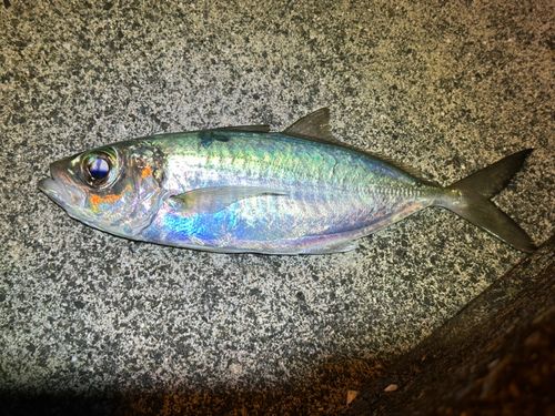 メアジの釣果