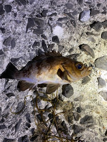 メバルの釣果