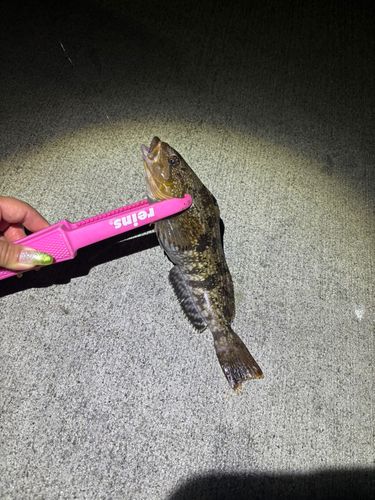 アイナメの釣果
