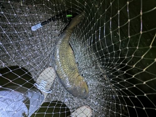 コイの釣果