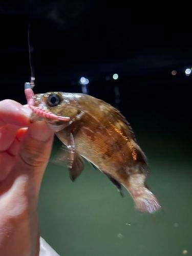 シロメバルの釣果