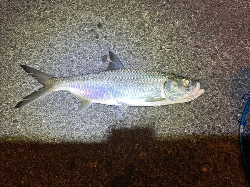 ターポンの釣果