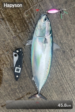 マルソウダの釣果