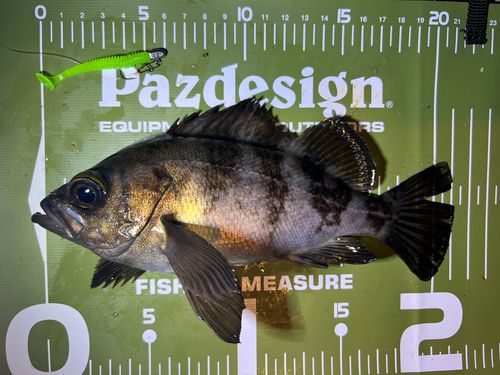 メバルの釣果