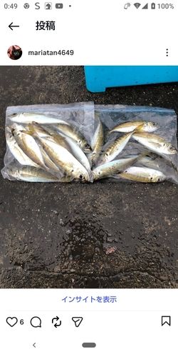 アジの釣果