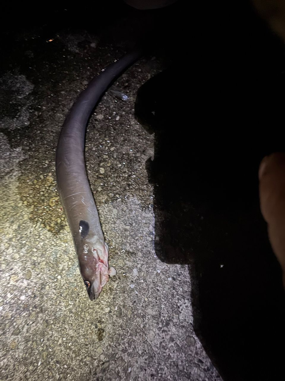 アナゴの釣果写真