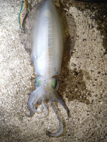 アオリイカの釣果