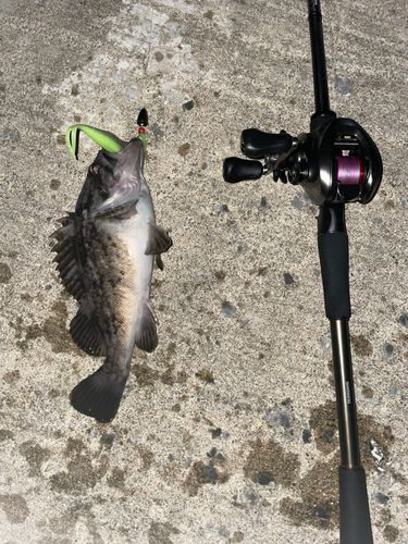 クロソイの釣果