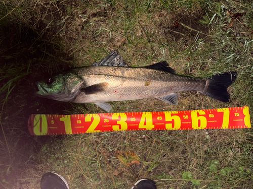 スズキの釣果