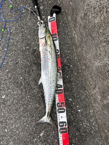 サゴシの釣果