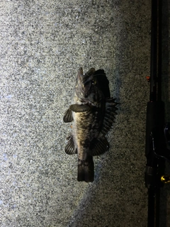 クロソイの釣果
