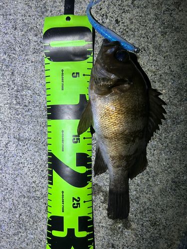 メバルの釣果