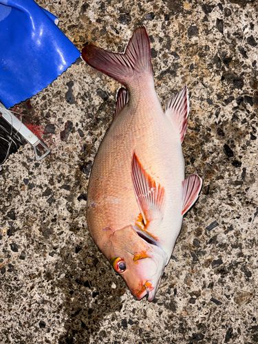 ヒメフエダイの釣果