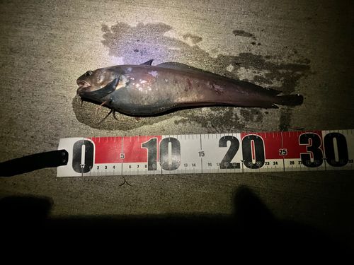 ドンコの釣果