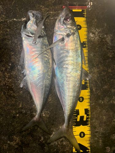 マアジの釣果
